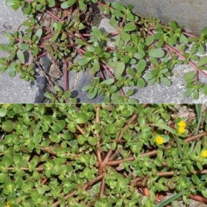 If you see this in your yard, do not break it under any circumstances. It saves lives! If you see this in your yard, do not break it under any circumstances. It saves lives!