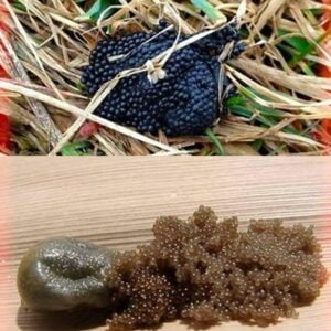 If You See These Eggs In Your Backyard, Burn Them Immediately: A Comprehensive Guide to Identifying and Managing Tick Eggs If You See These Eggs In Your Backyard, Burn Them Immediately: A Comprehensive Guide to Identifying and Managing Tick Eggs