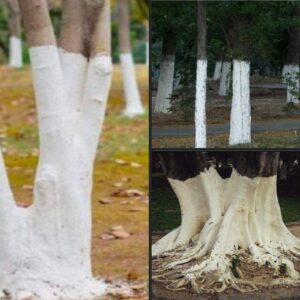If you spot white-painted trees, you had better know what it means. If you spot white-painted trees, you had better know what it means.