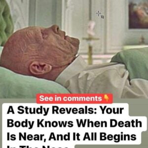 A research reveals your body knows when death is near, and it all starts in the nose A research reveals your body knows when death is near, and it all starts in the nose