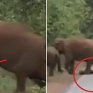 They blocked off the road after realizing what this elephant was carrying with its trunk They blocked off the road after realizing what this elephant was carrying with its trunk