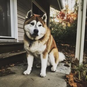 We settled into a house that had previously been owned by a man who had passed away, and a dog visited us daily. One day, I decided to follow it We settled into a house that had previously been owned by a man who had passed away, and a dog visited us daily. One day, I decided to follow it